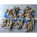 Air Dry Ginger da China